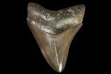 Serrated, Fossil Megalodon Tooth - South Carolina #142349-1